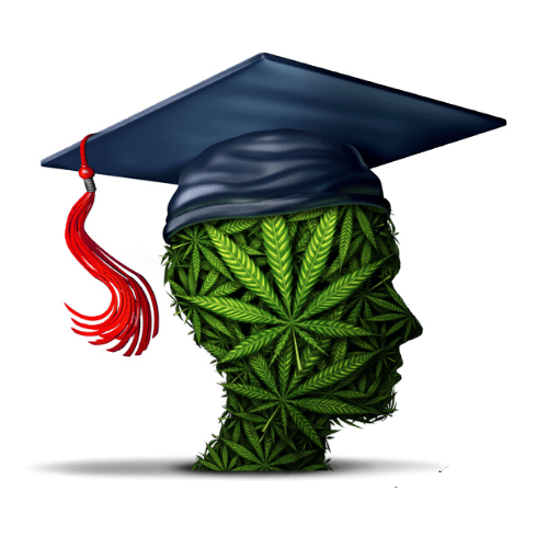 Blog Graphics2 Cannabis and Studies: Can Weed Help You Study?