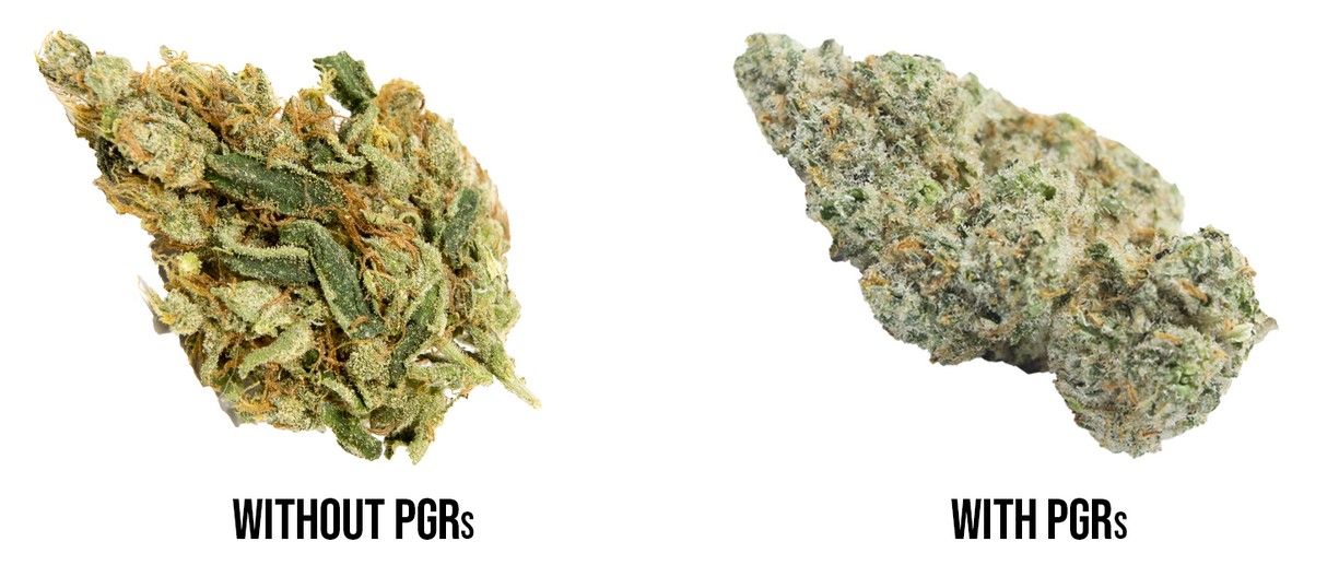 PGRs 2 Plant Growth Regulators: What Are PGRs
