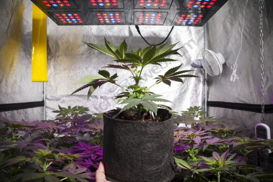 cannabis grow tents guide 12 How to Set Up a Cannabis Grow Tents