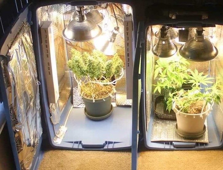 cannabis grow tents guide 13 How to Set Up a Cannabis Grow Tents