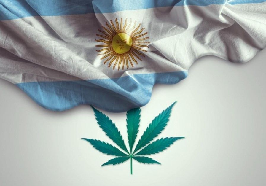 cannabis in argentina 11 Cannabis in Argentina