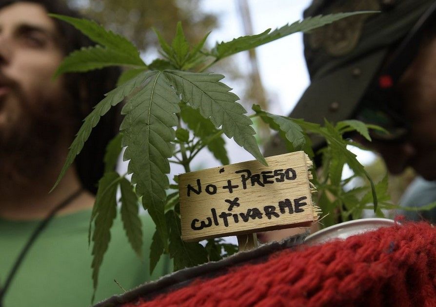 cannabis in argentina 12 1 Cannabis in Argentina