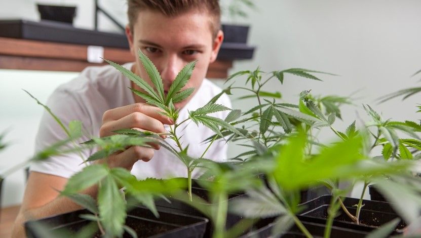 how to grow weed 11 How to Grow Weed: Beginner’s Guide