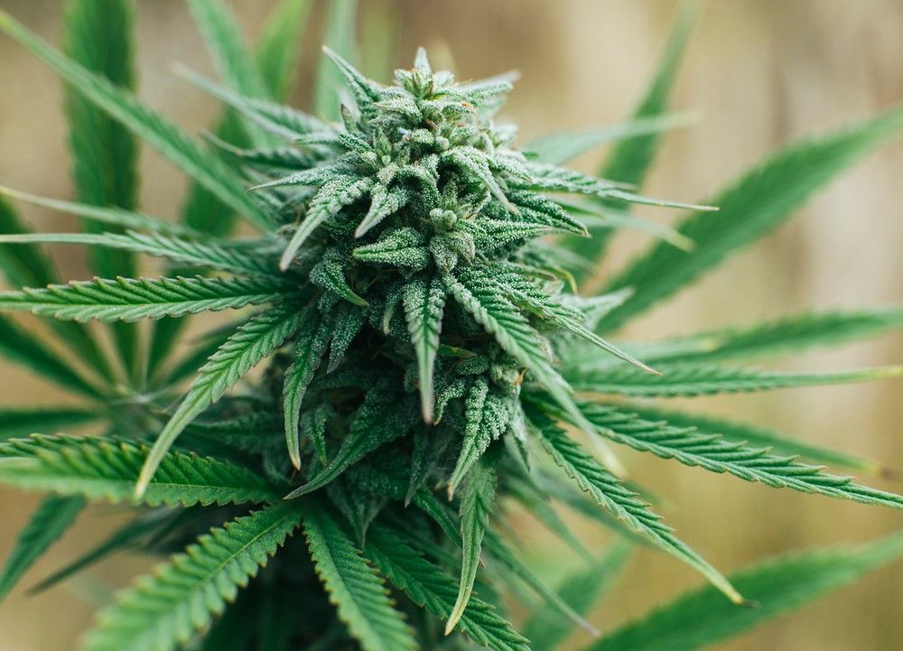 how to grow weed 12 How to Grow Weed: Beginner’s Guide