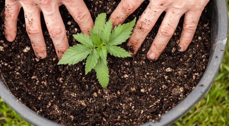 how to grow weed 13 How to Grow Weed: Beginner’s Guide