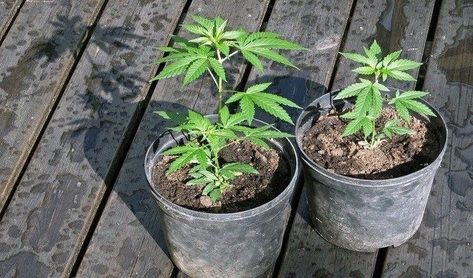 how to grow weed 14 How to Grow Weed: Beginner’s Guide