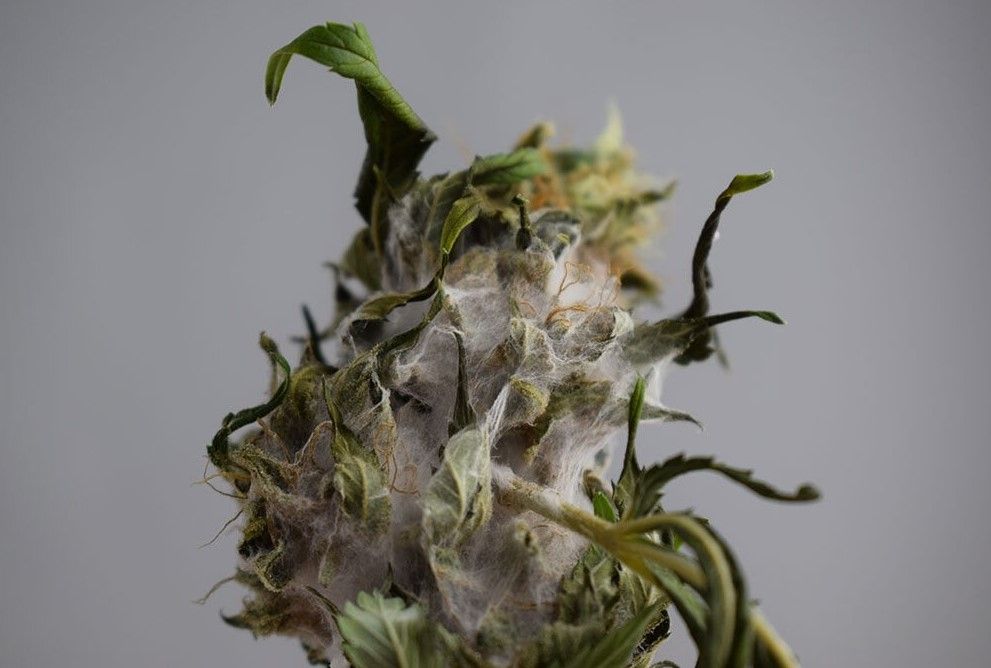 molde weed Moldy Weed