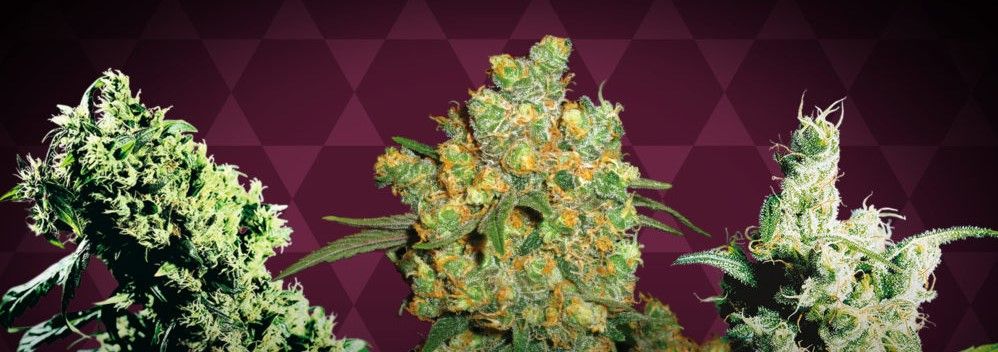 top 5 indoor strains 4 Find Top 5 Indoor Strains For You