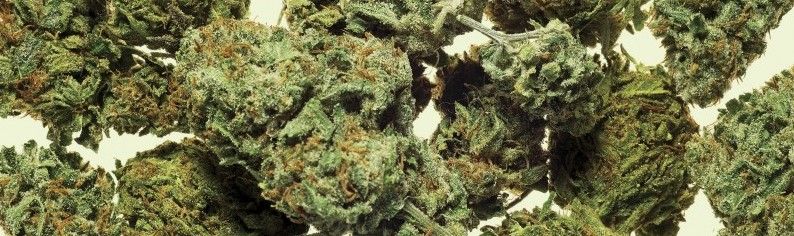 gg4 fl Farmer's Link Weed Delivery Toronto | GG4 Cannabis Dispensary Reviews