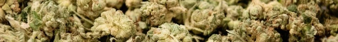gg4 toronto Toronto Weed Delivery - Marijuana Dispensary Canada