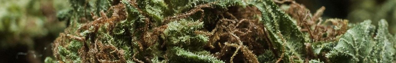 tropicexotic 01 Toronto Weed Delivery - Marijuana Dispensary Canada