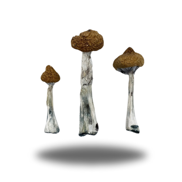 buy Psilocybin - Thai AAAA+