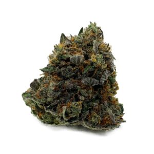 Great White Shark