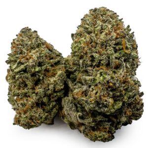 Northern Lights XL