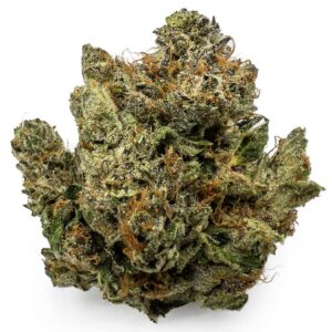 Purple Barney Rockstar