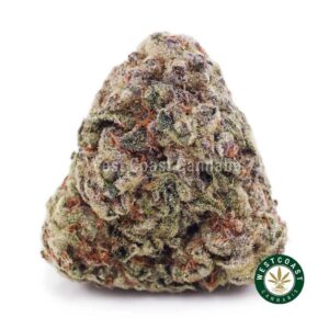 Forum Cut Cookies AAA product image