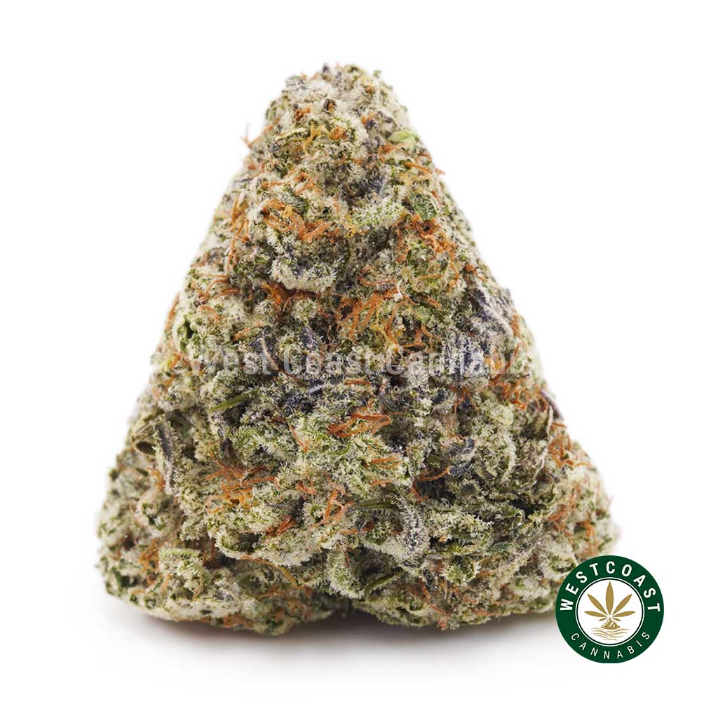 Gorilla Goo AA product image