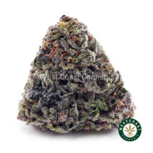 Grease Monkey AAA product image