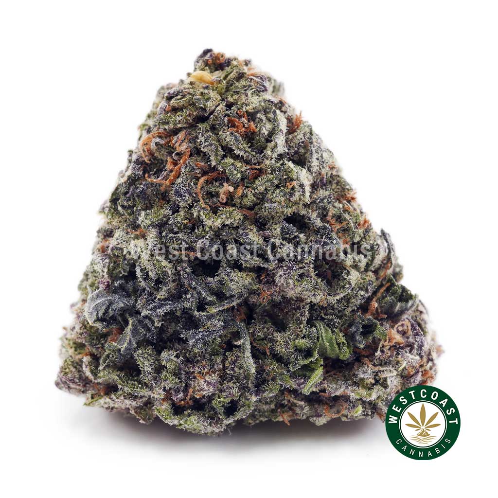 Grease Monkey AAA product image
