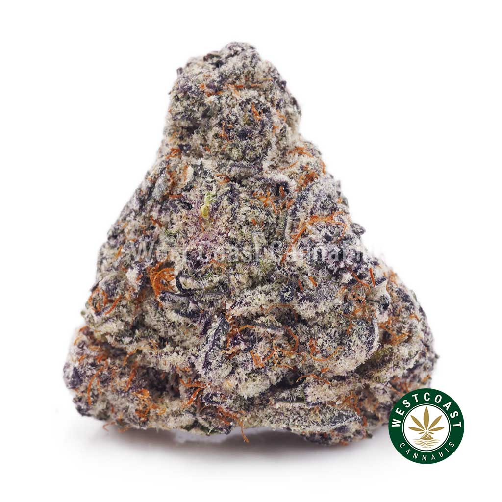 Orange Push Pop AAAA+ product image
