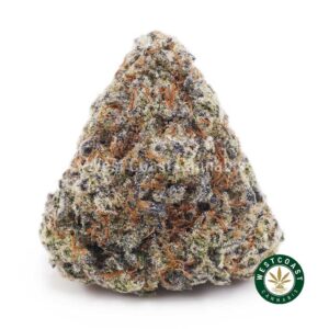 White Biscotti AAAA product image