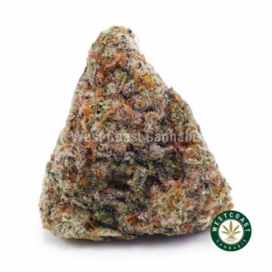 White Russian Cream AAAA product image