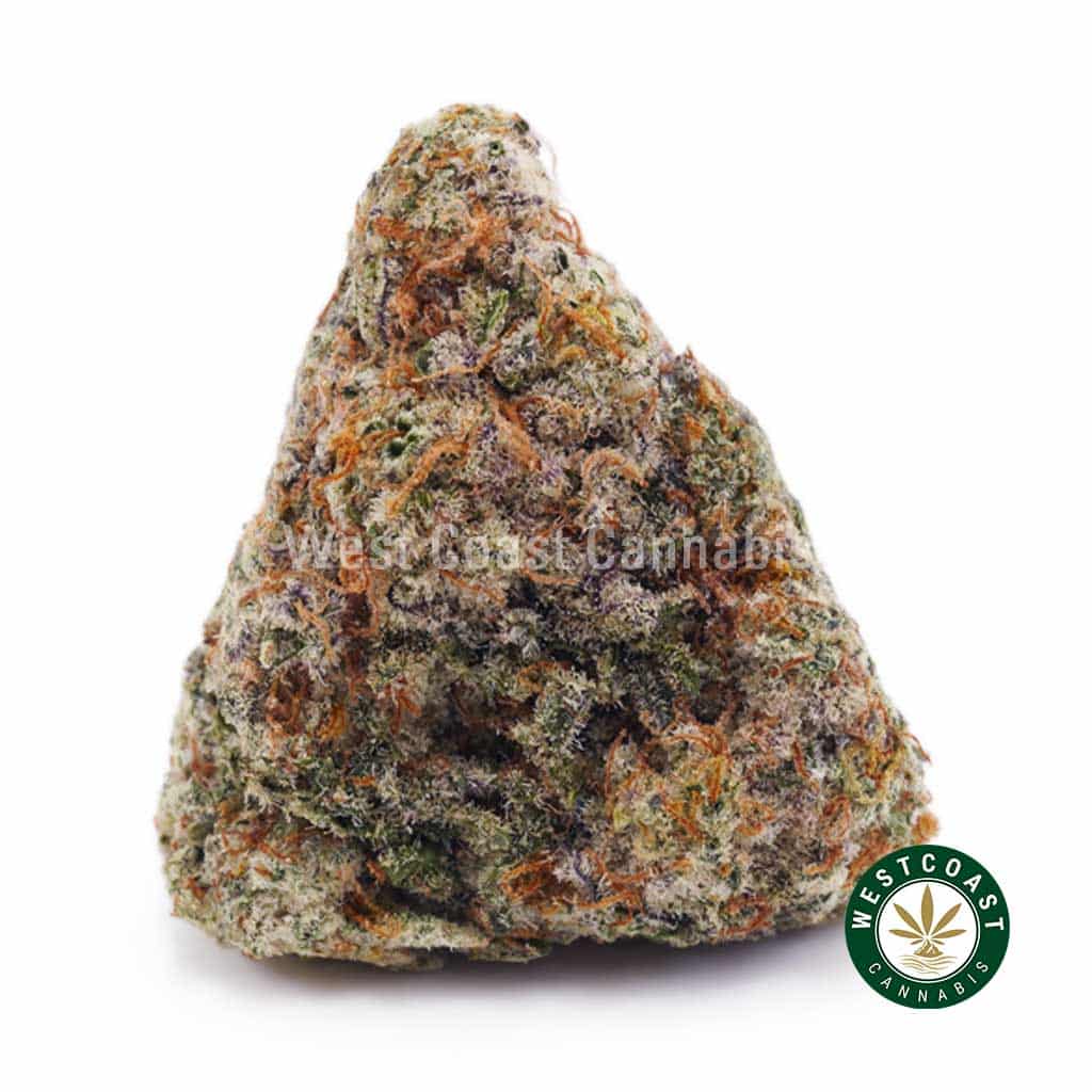 White Russian Cream AAAA product image